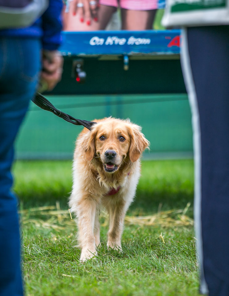 BBC Countryfile Live returns - 2nd to 5th August - Dogs Monthly
